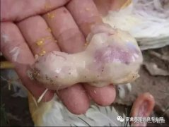 肉雞最頭疼的還是腺肌胃炎，到底該怎么解決？